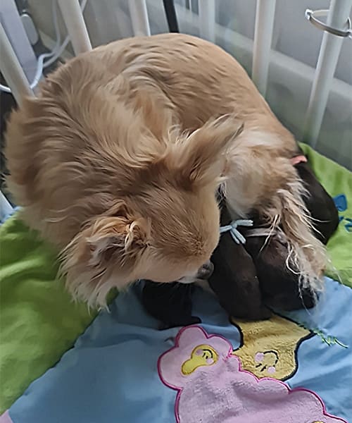 New-Puppies---10--06-202-5