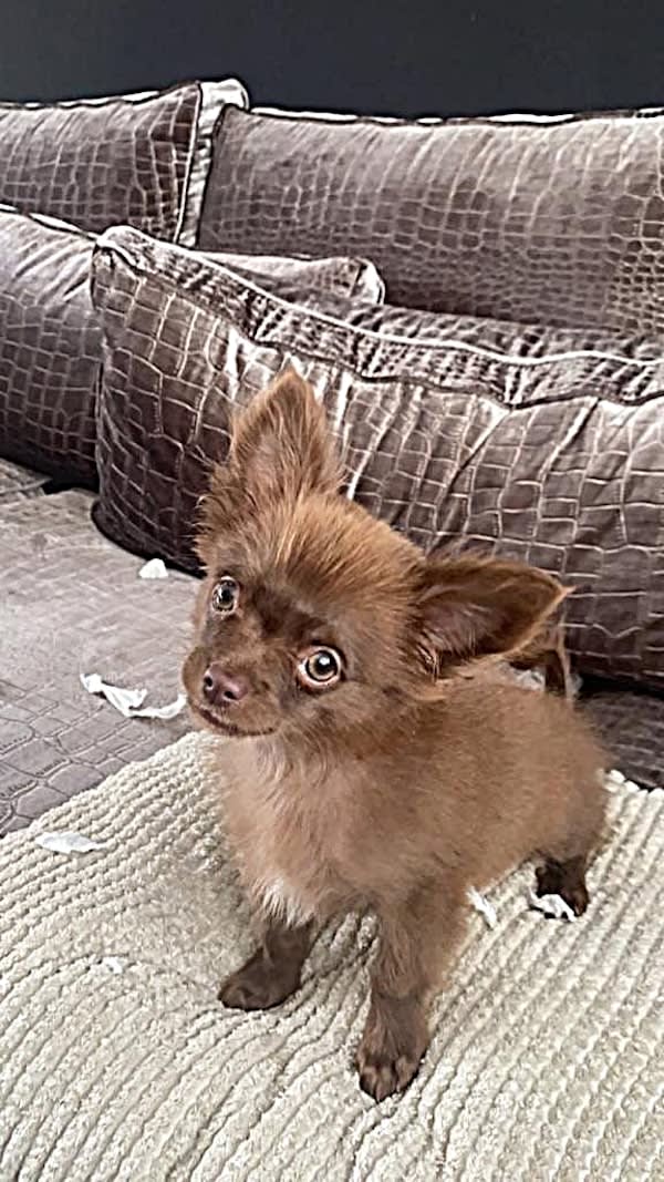 Luna-chihuahua