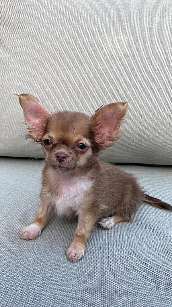 Luna-chihuahua