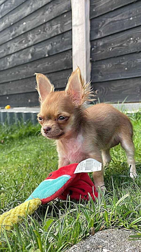 Luna-chihuahua