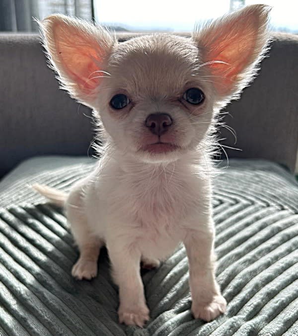 Chihuahua Ginny - Bella