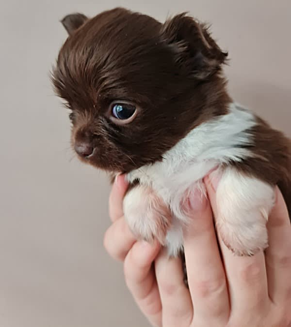 Chihuahua Jaxx