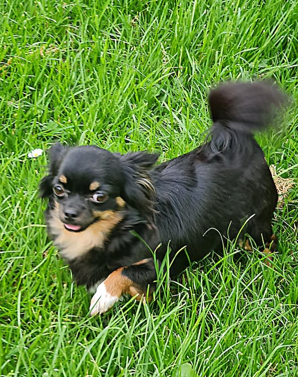 Chihuahua Nickey Chihuahua Nickey