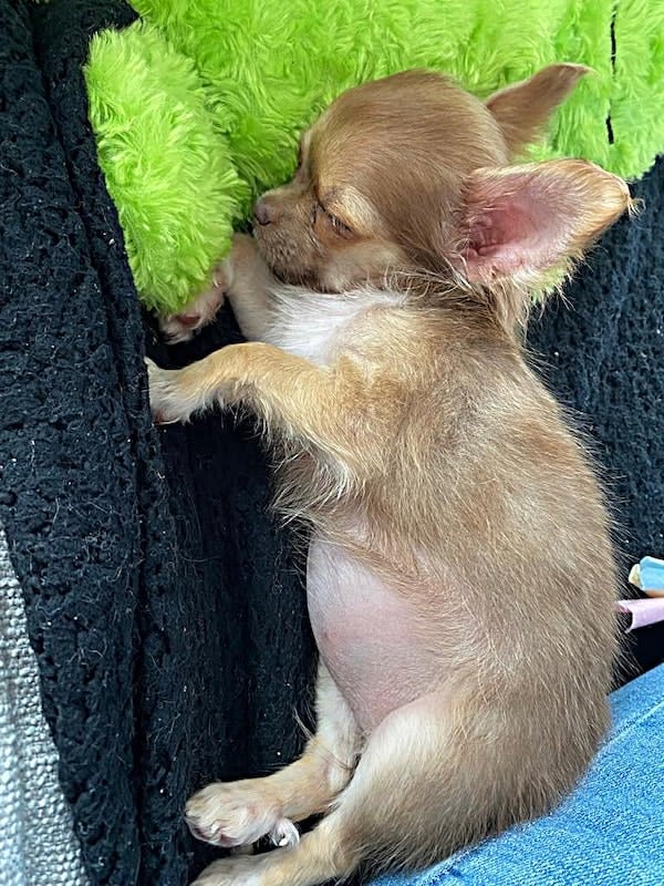 Luna-chihuahua