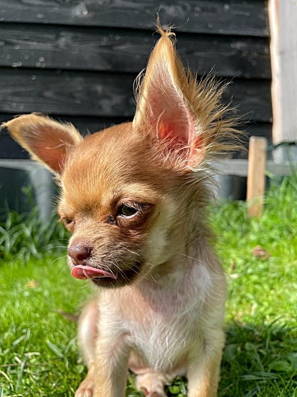 Luna-chihuahua