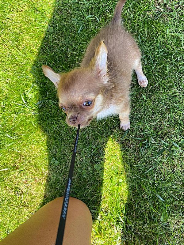 Luna-chihuahua