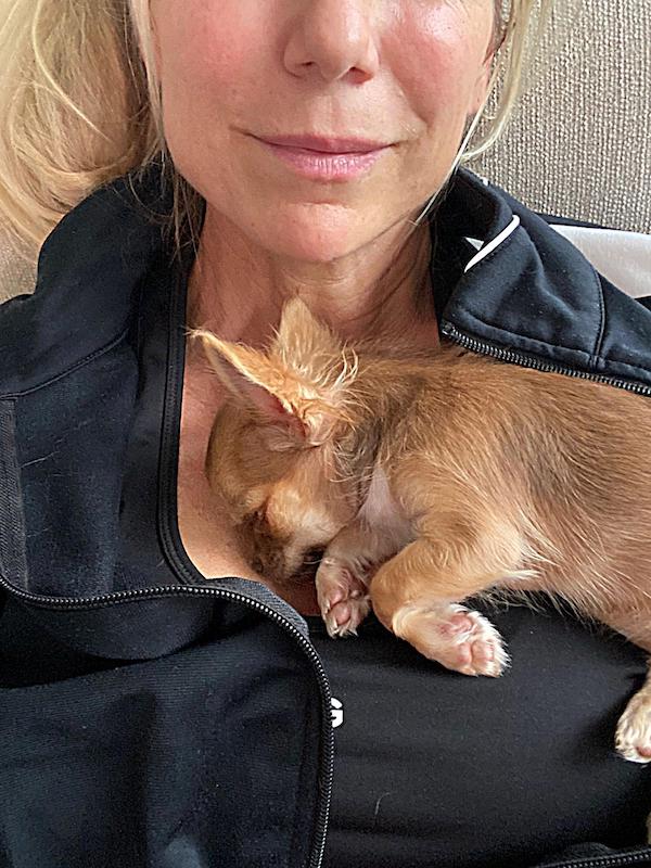 Luna-chihuahua