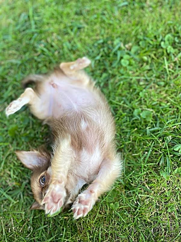 Luna-chihuahua