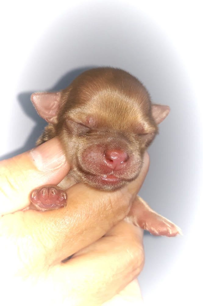 chihuahua