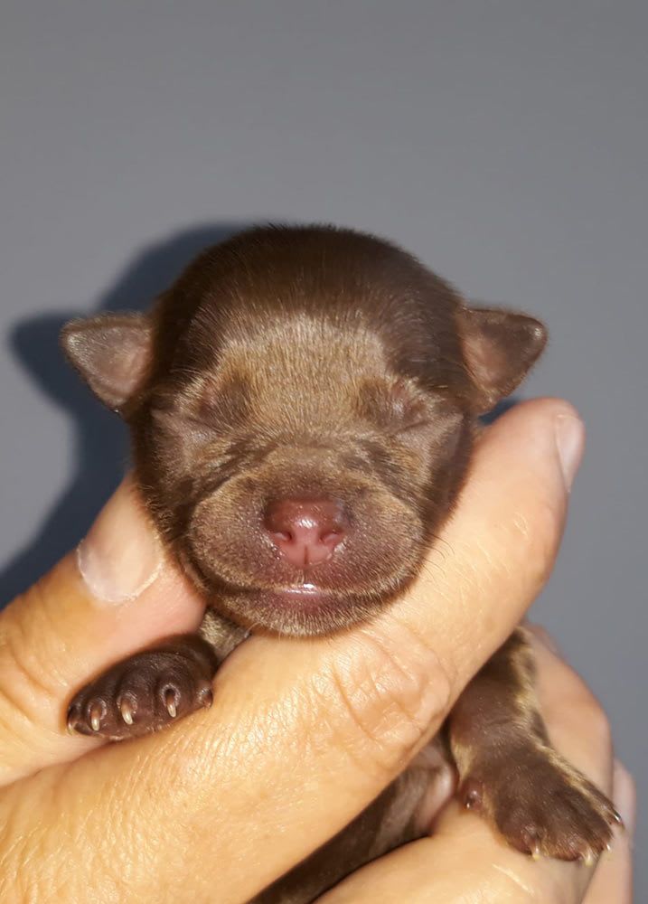 chihuahua