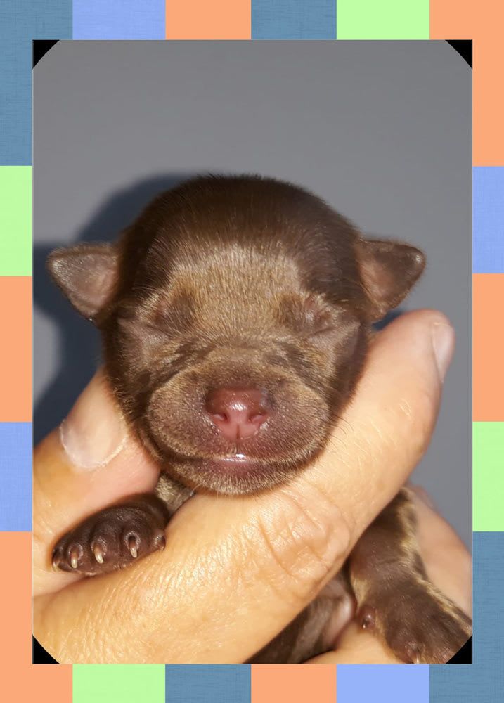chihuahua