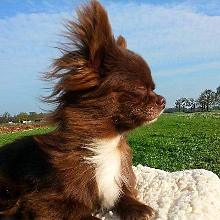 Chihuahua Opa Chihuahua Opa