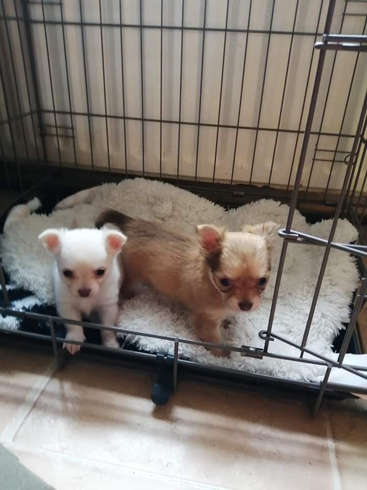 Pepper-diesel- chihuahua