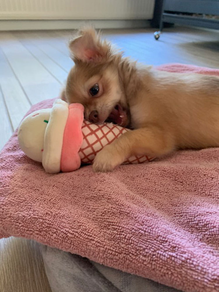 Mijn lievelings speeltje