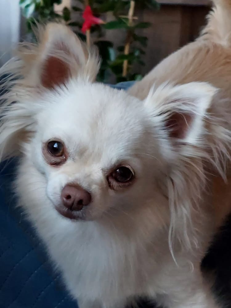 Ik ga mee wandelen, natuurlijk