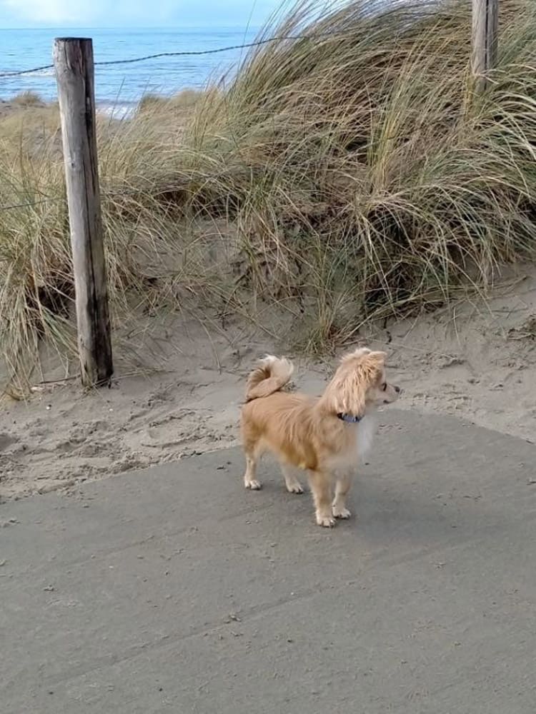 De duinen zijn ook prachtig hoor