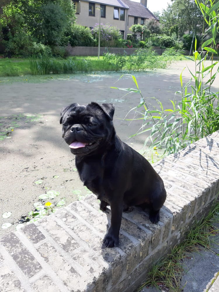 Noa Retromops Bij ons in de buurt