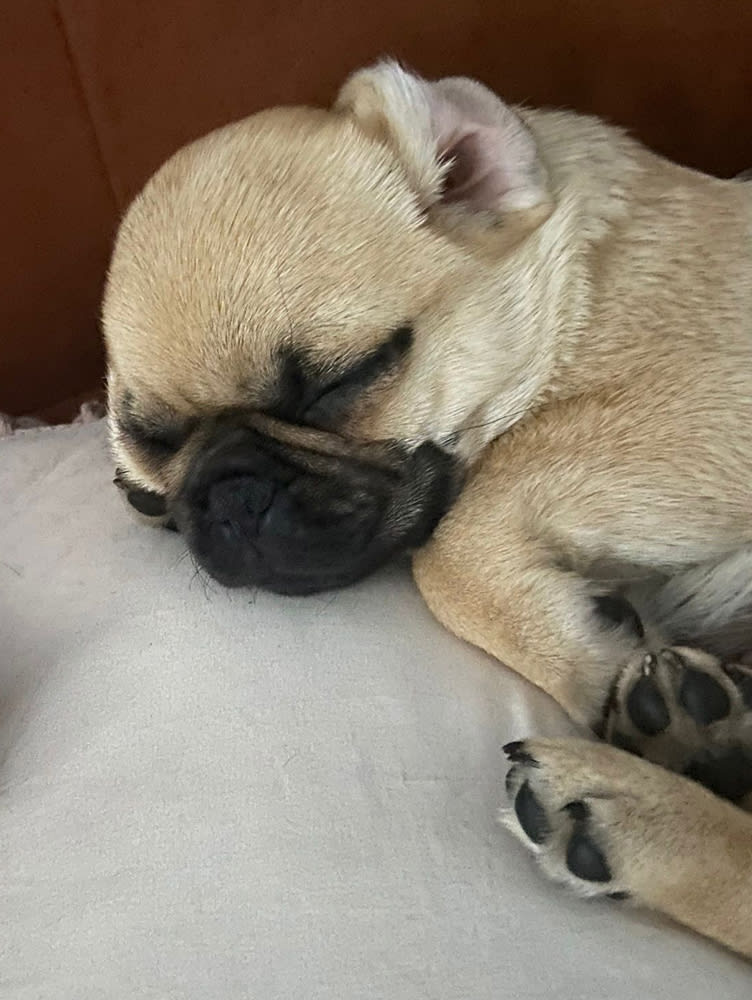 Zo is het prima vertoeven, bij papa op het kussen.