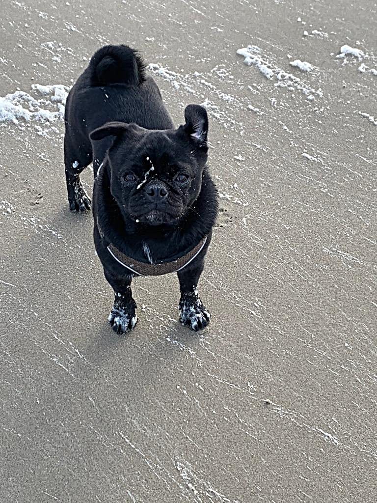 Charlie op vakantie op Texel.