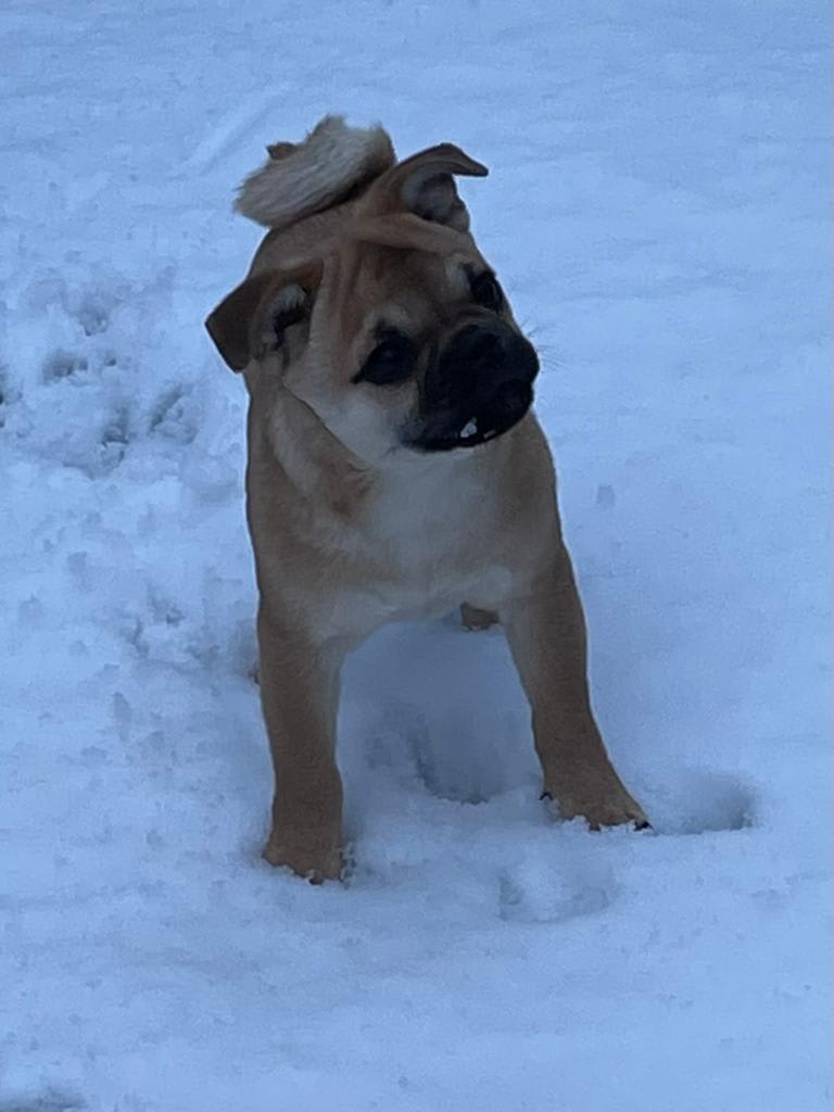 Boh, wat is het wit en koud.