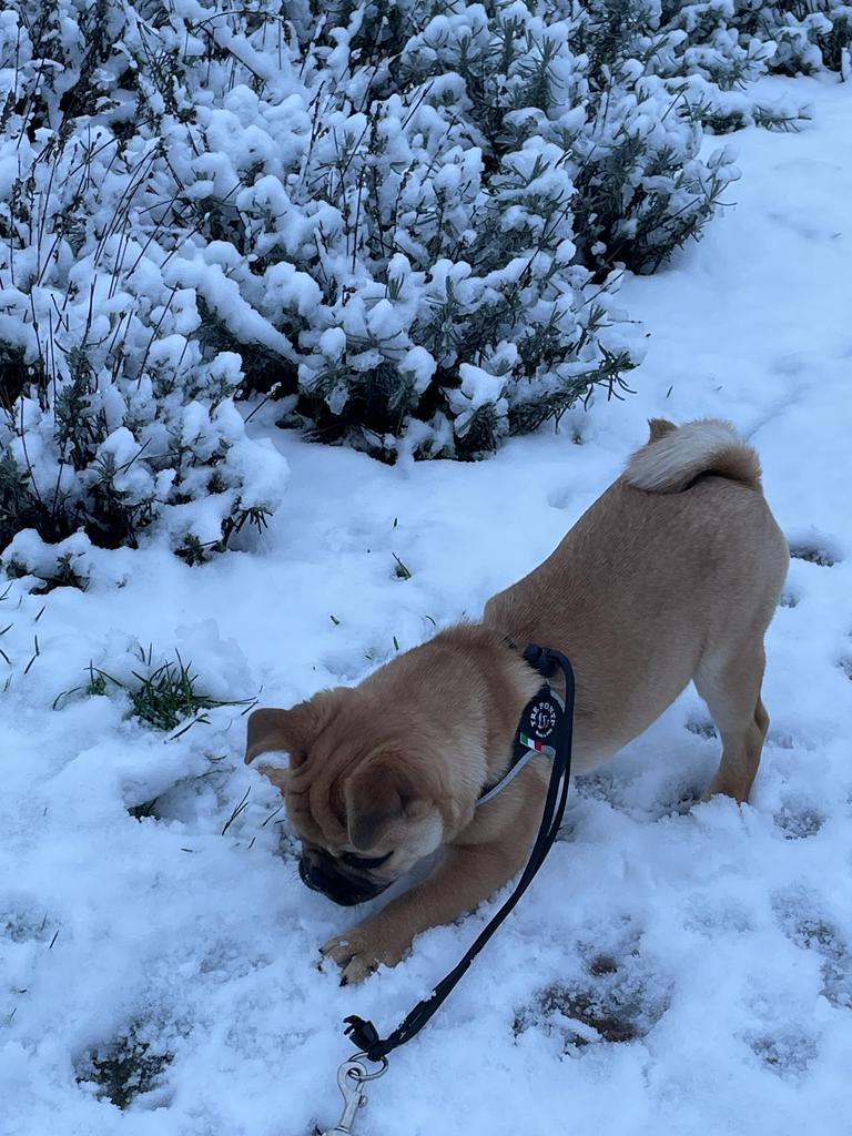 Heerlijk spelen in de sneeuw.
