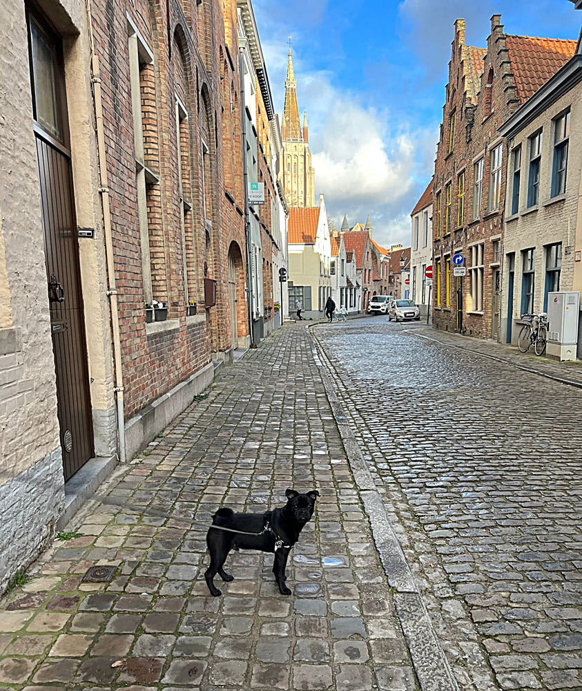 Heerlijk aan de wandel met mijn baasjes in mijn woonplaats Brugge.