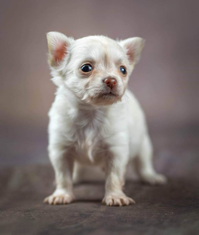 Pepper-diesel- chihuahua