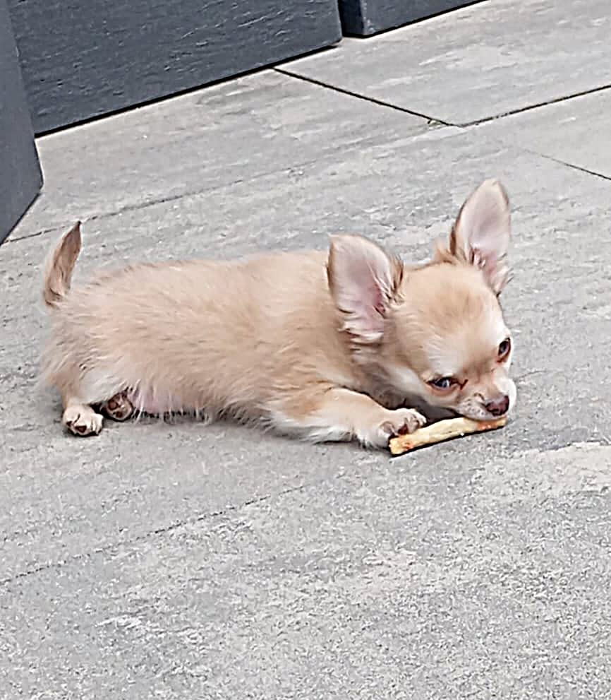 Chihuahua Joy Teddy
