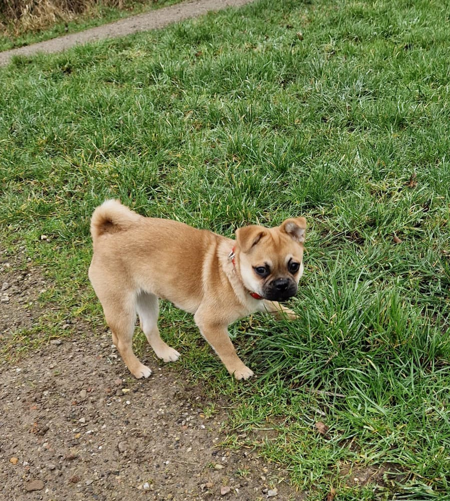 Izzy retromops We zijn heerlijk aan de wandel.