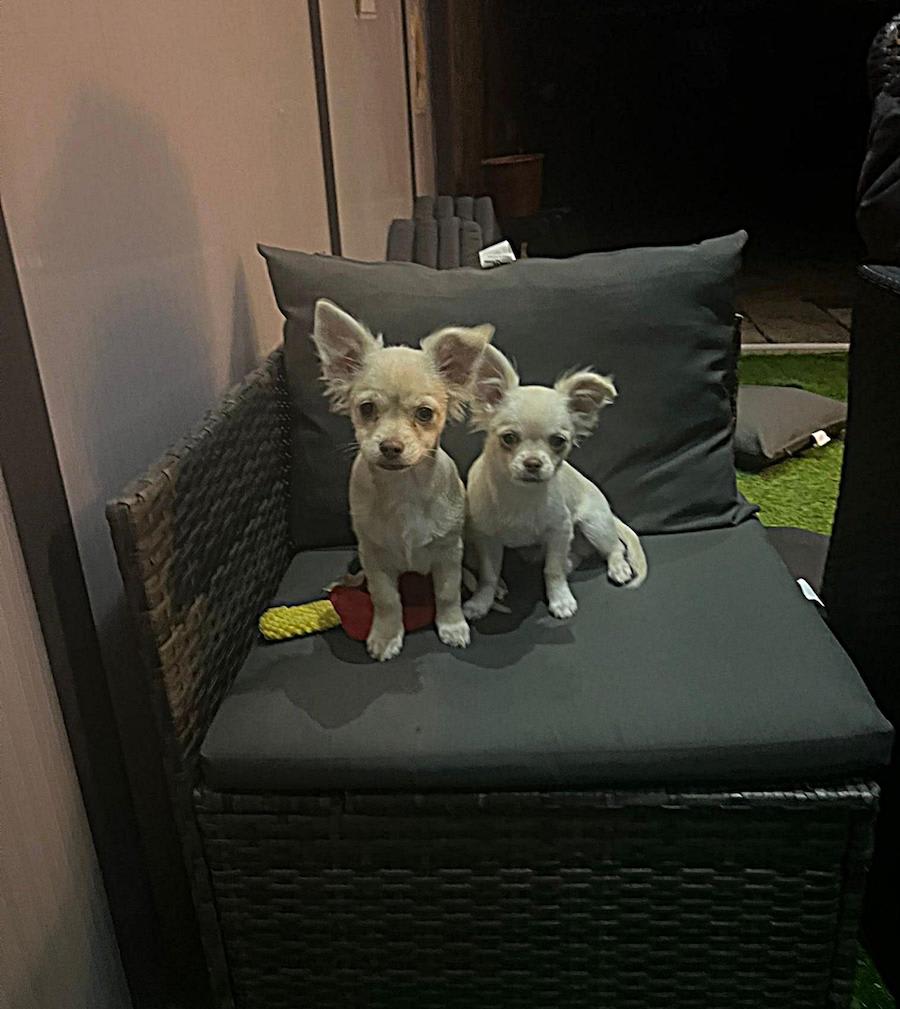 Baco en Bailey chihuahua