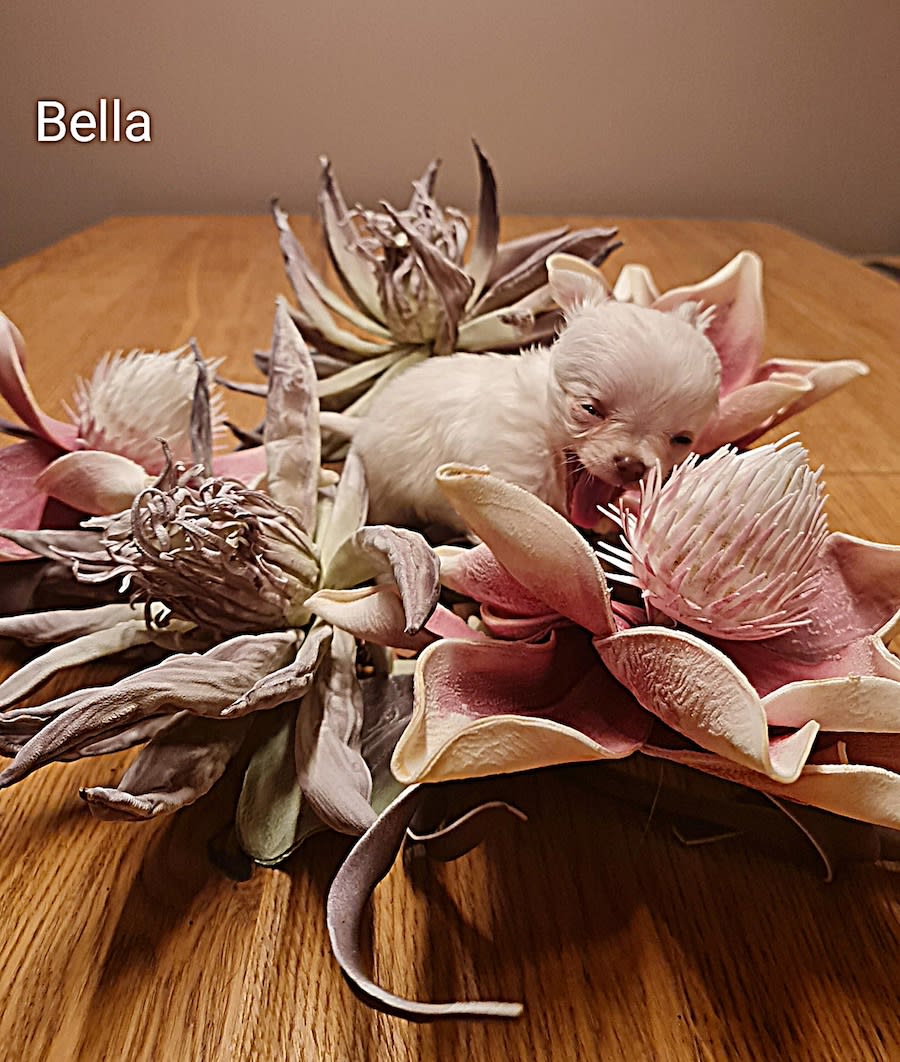 chihuahua Bella
