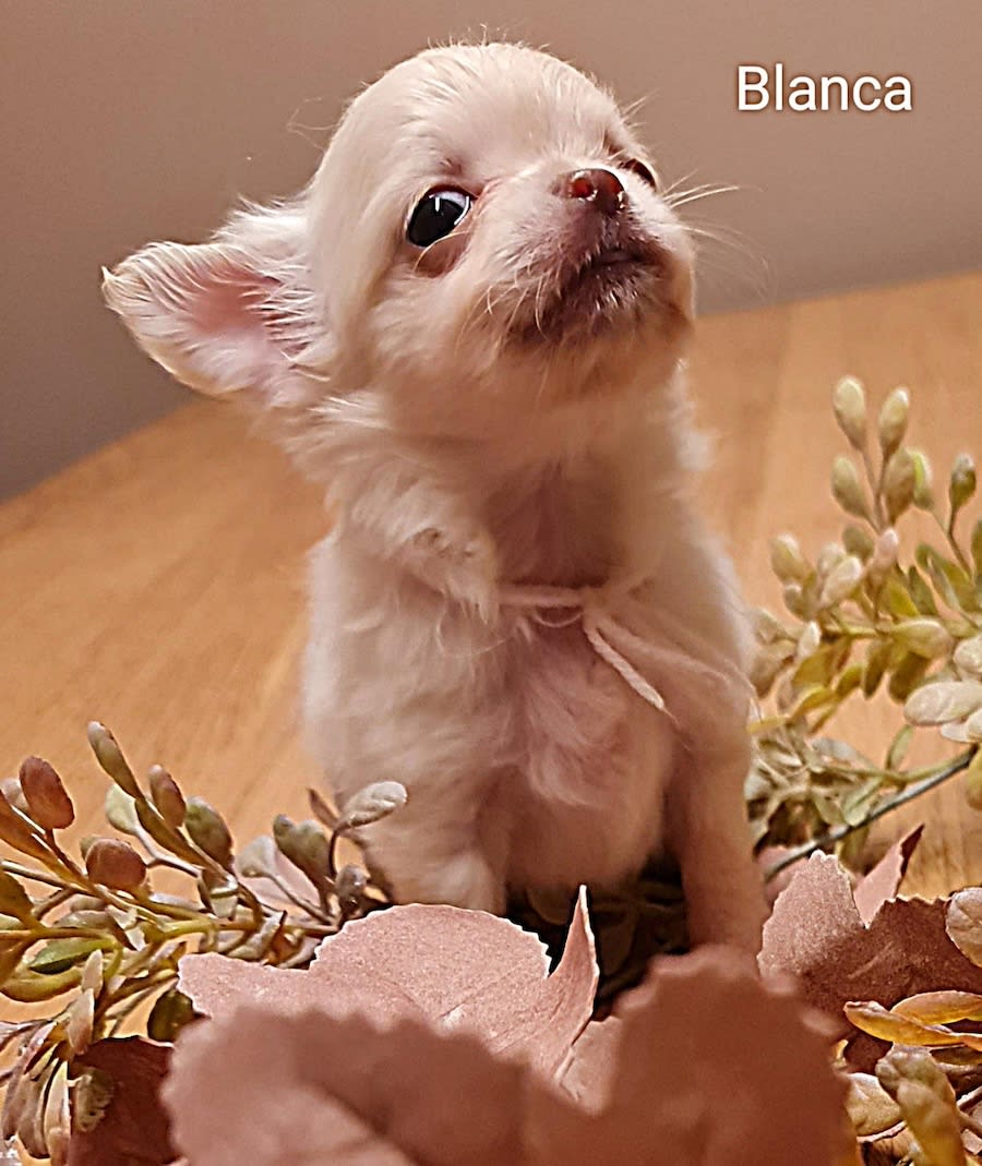 chihuahua Blanca