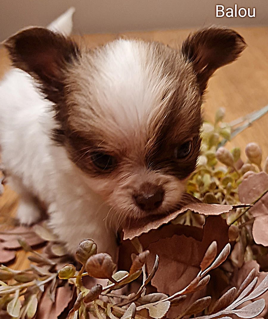 Chihuahua Balou