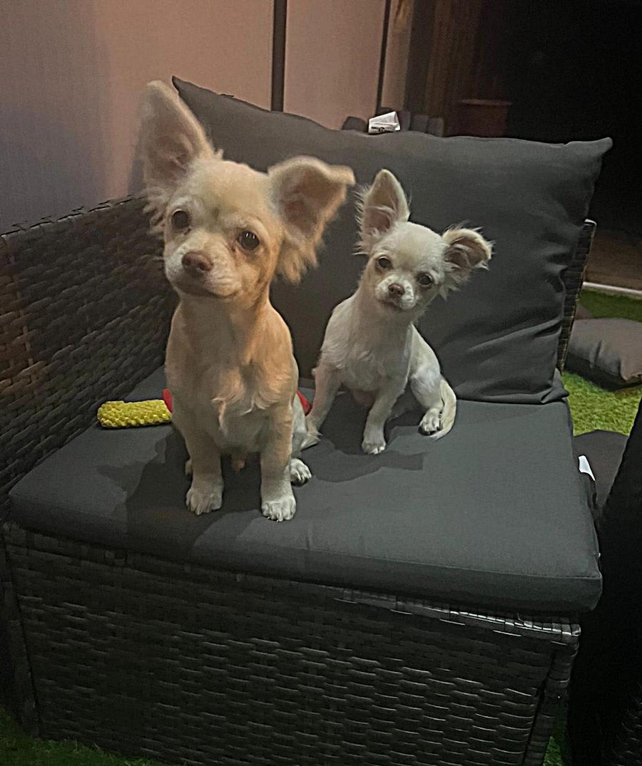 Baco en Bailey chihuahua
