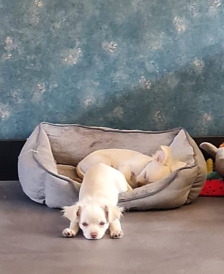 Guus en teuntje chihuahua