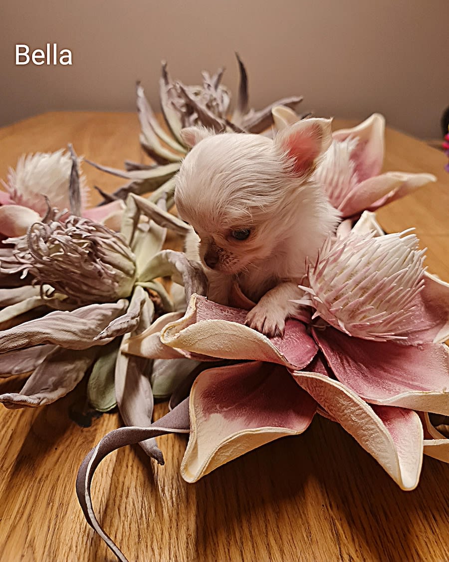 chihuahua Bella