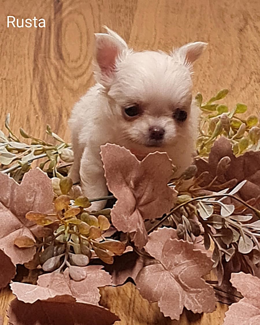 chihuahua Rusta