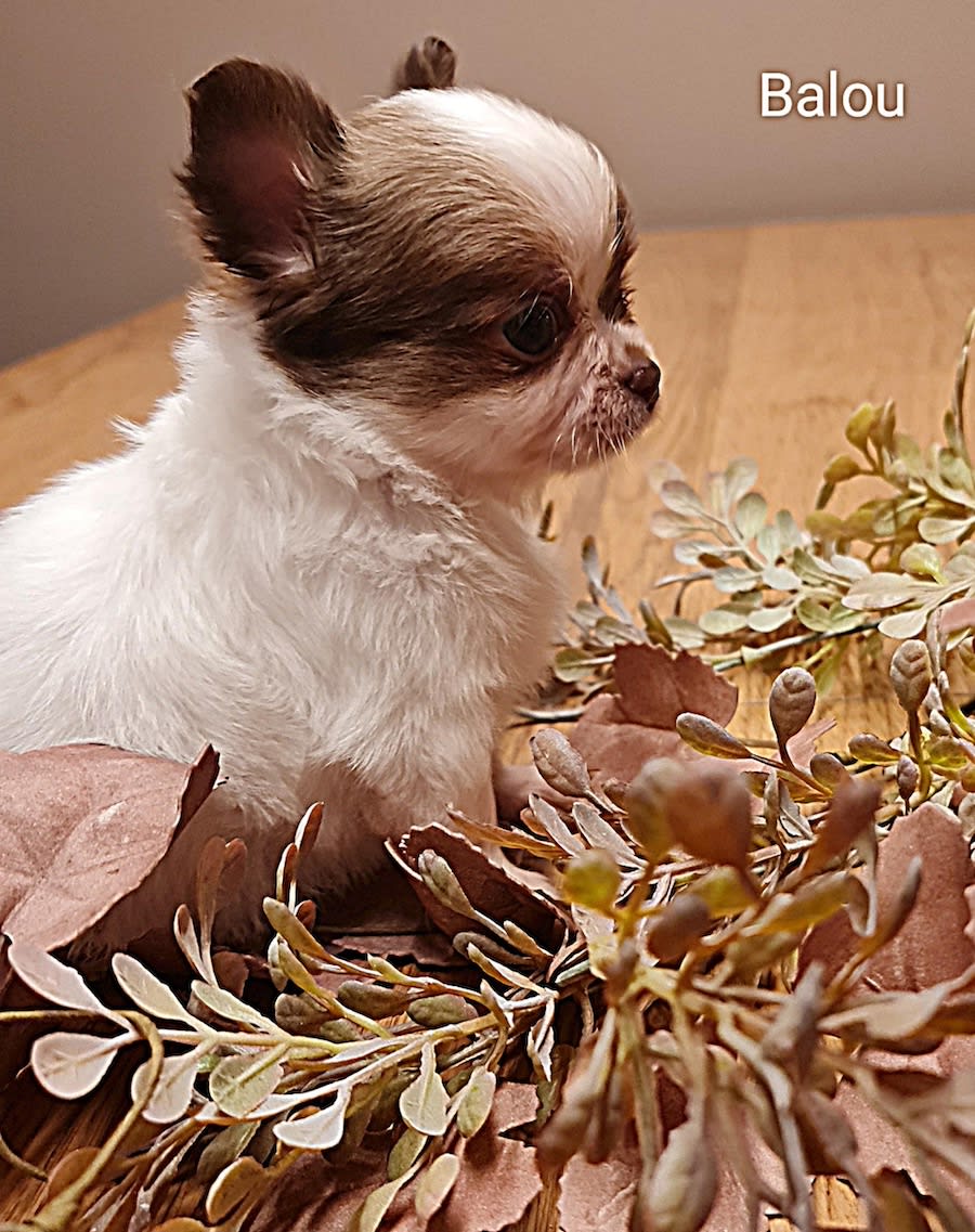 Chihuahua Balou