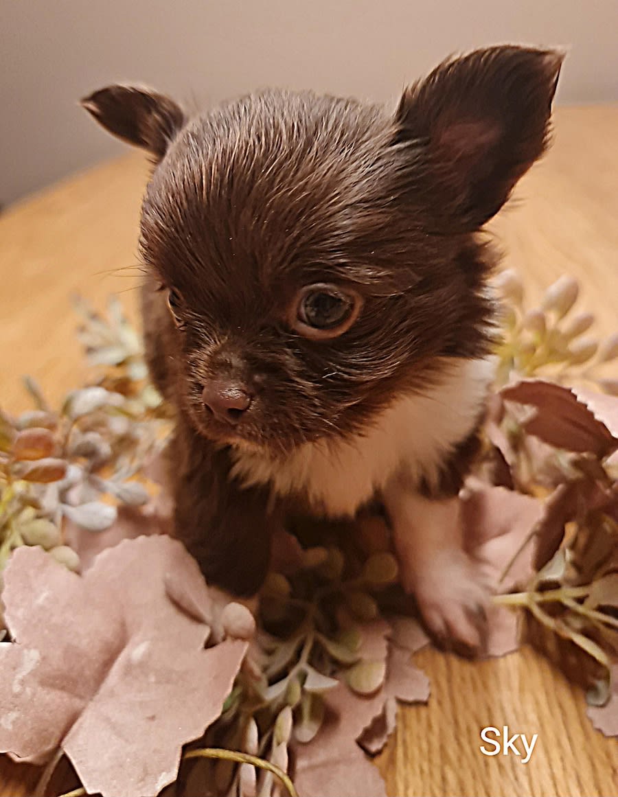 Chihuahua Sky