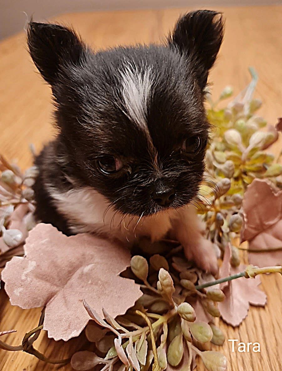 Chihuahua Tara