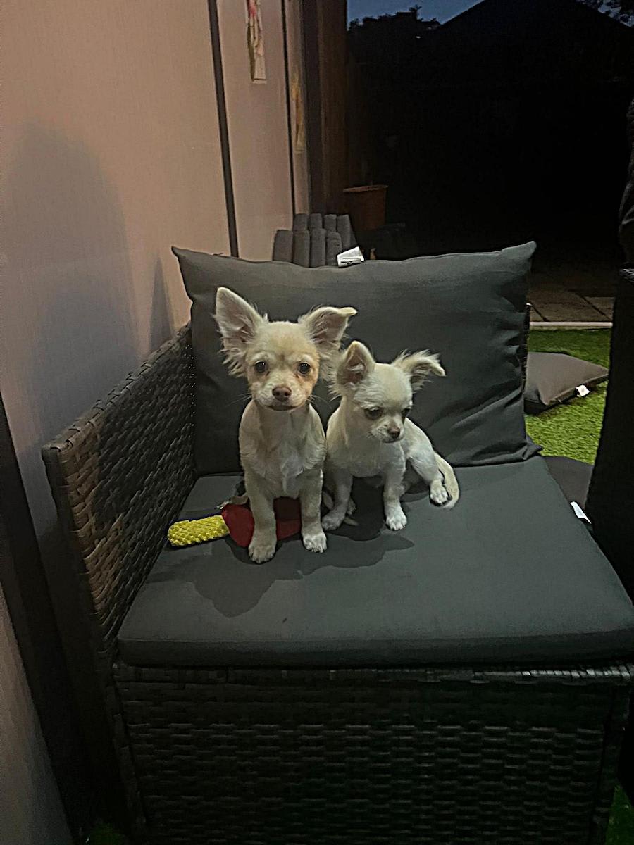 Baco en Bailey chihuahua
