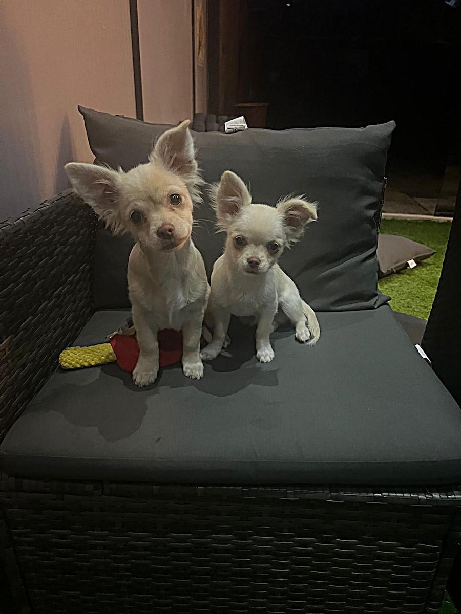 Baco en Bailey chihuahua