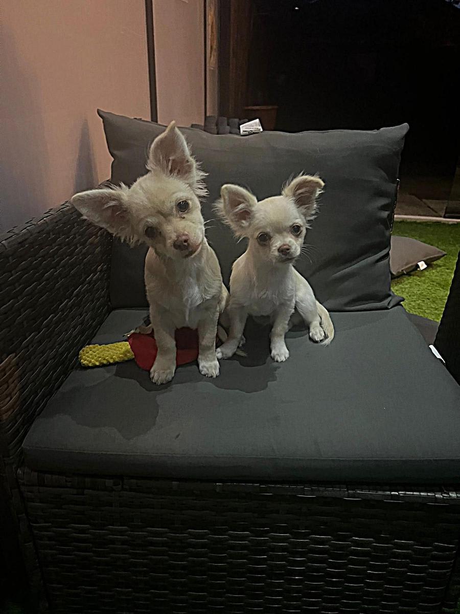 Baco en Bailey chihuahua