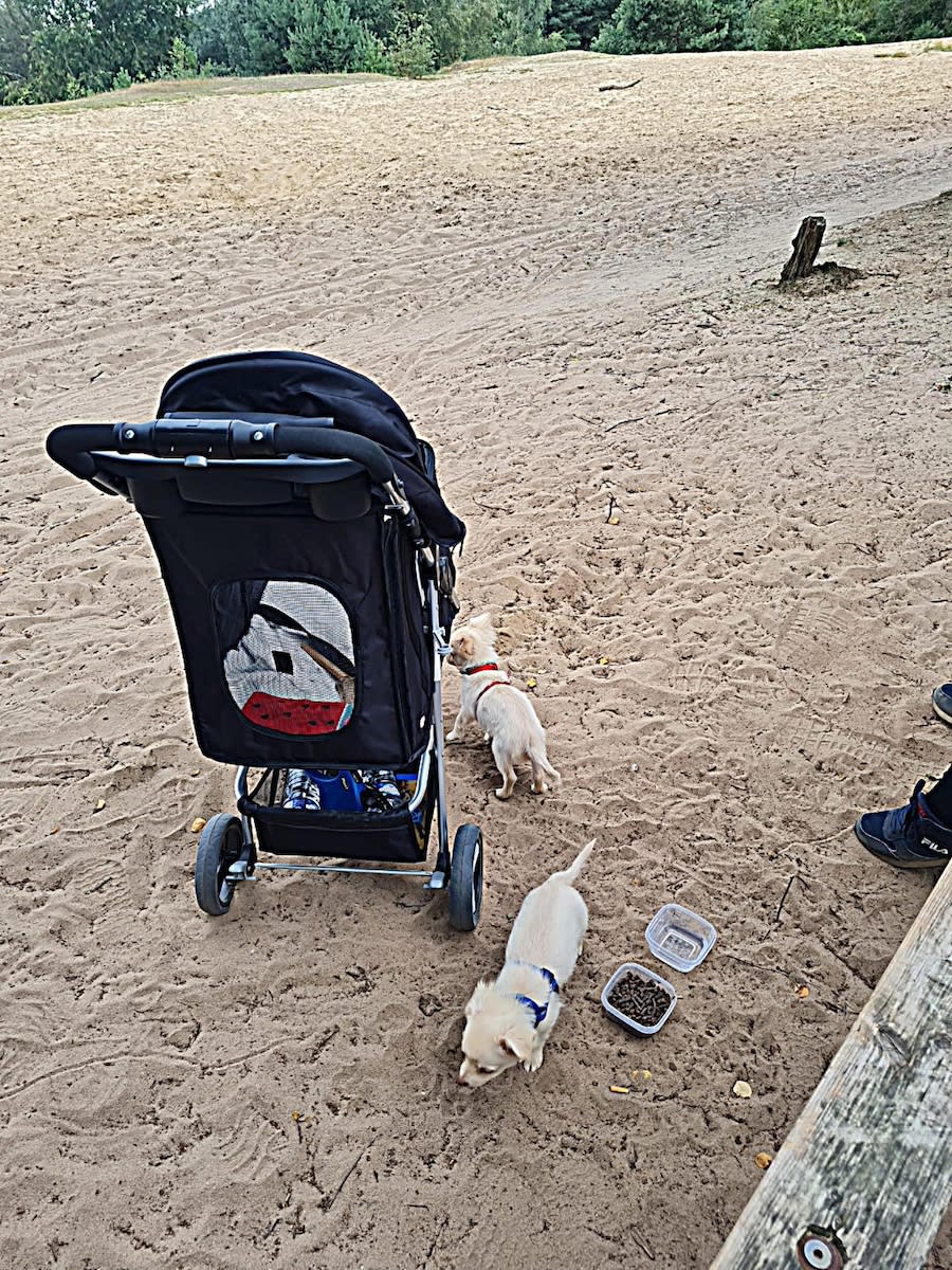 Guus en teuntje chihuahua
