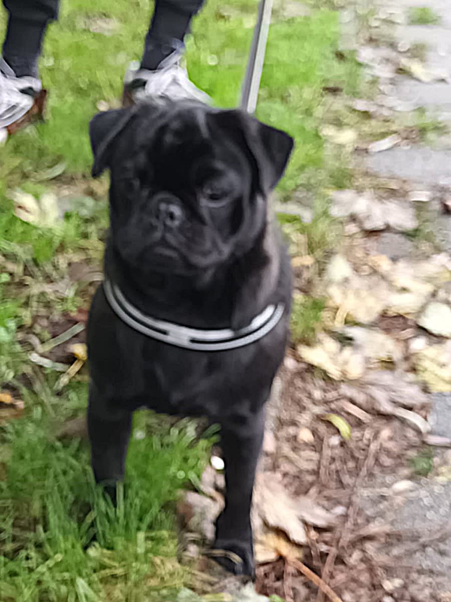 Amy - Indy Retromops