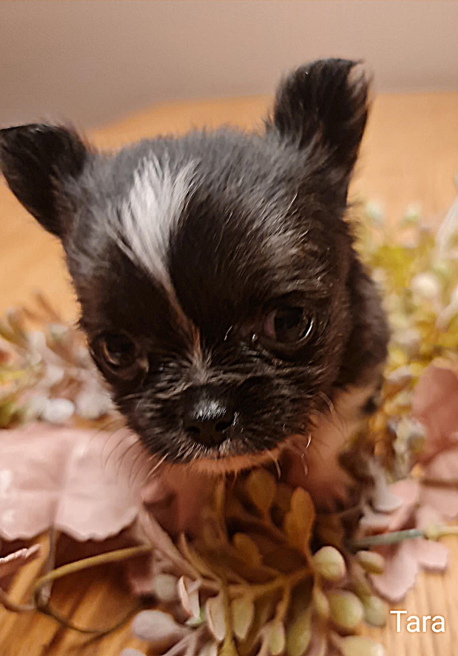 Chihuahua Tara