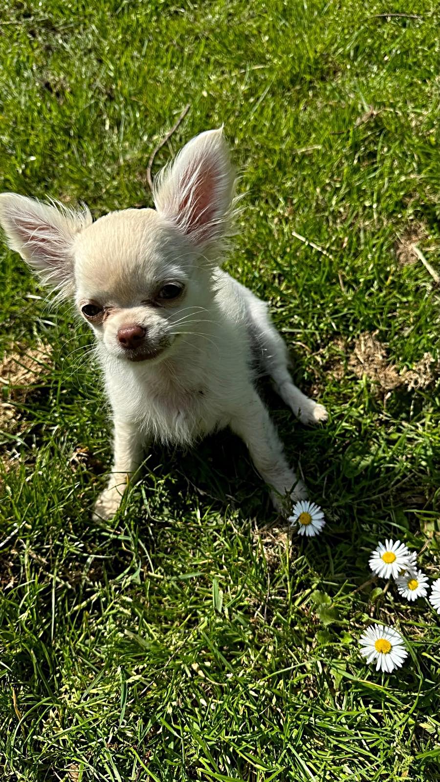 Lilly - Blanca chihuahua