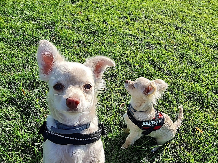 Guus en teuntje chihuahua