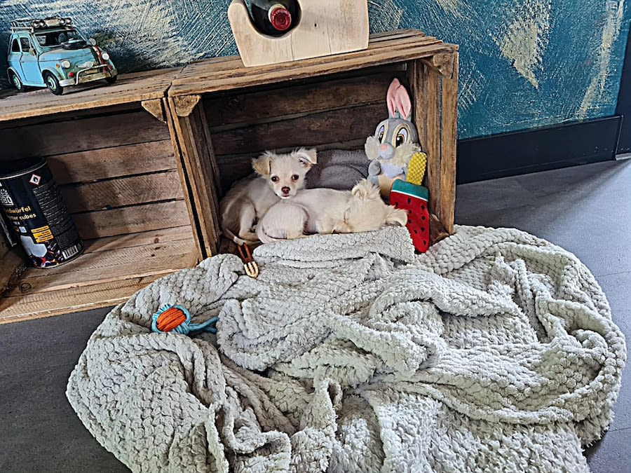 Guus en teuntje chihuahua