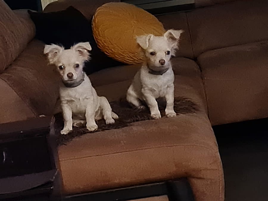 Guus en teuntje chihuahua